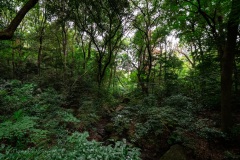 IMG_1039